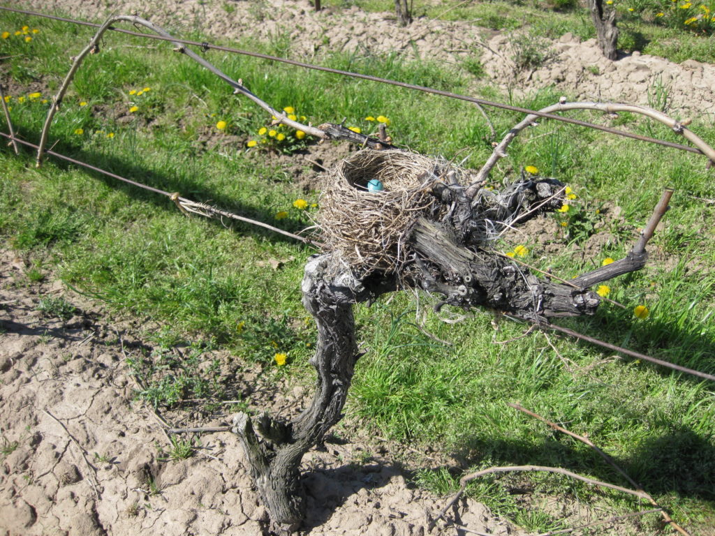 A curious place for a nest