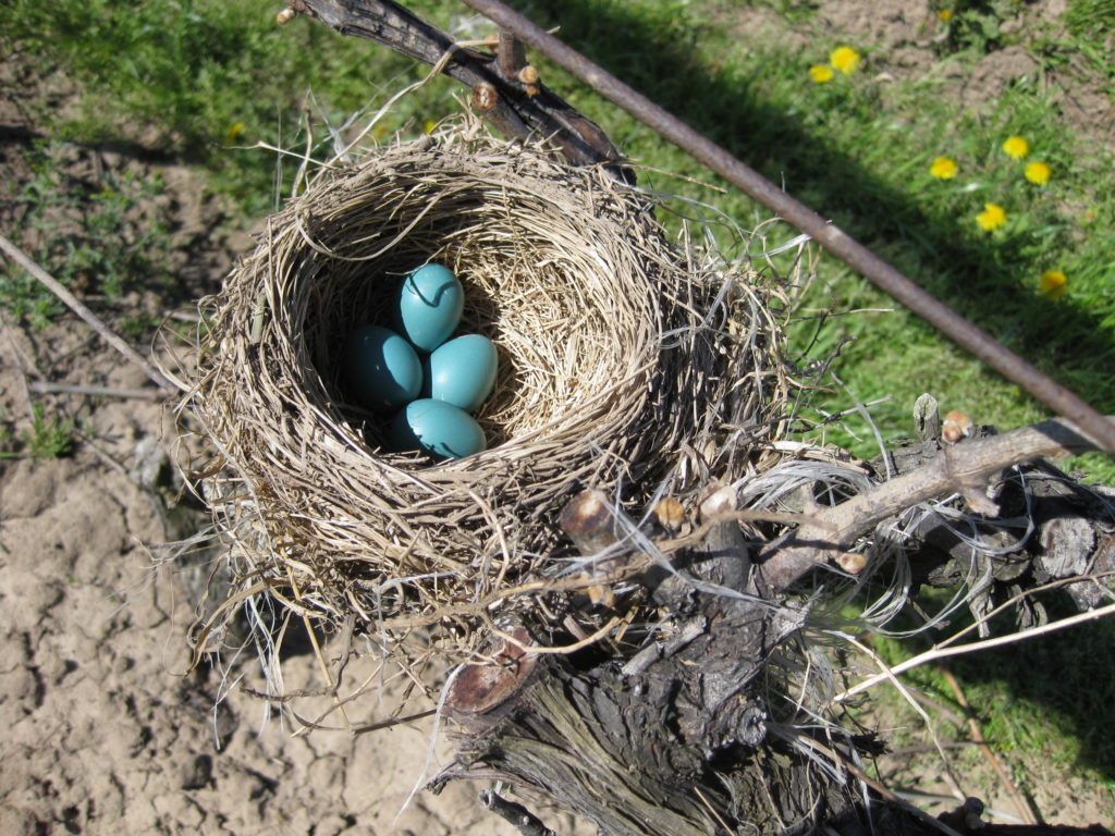 Five Rows, Four Eggs